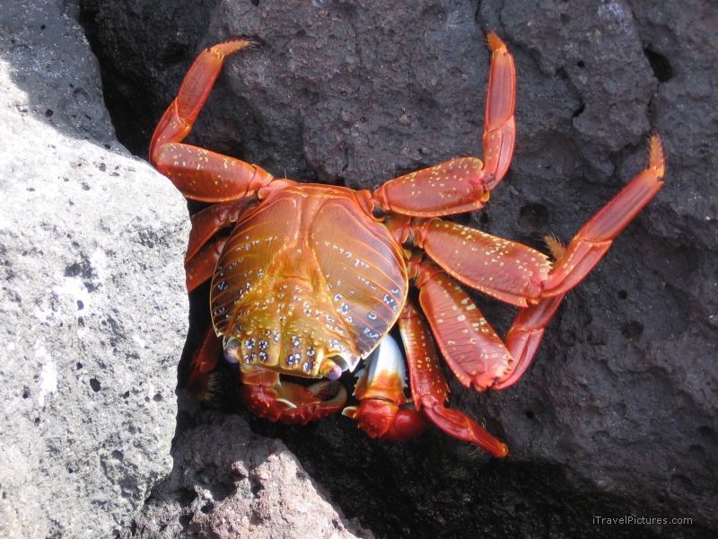 crab Sally lightfoot red